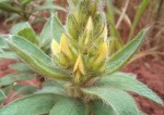 Crotalaria kipandensis