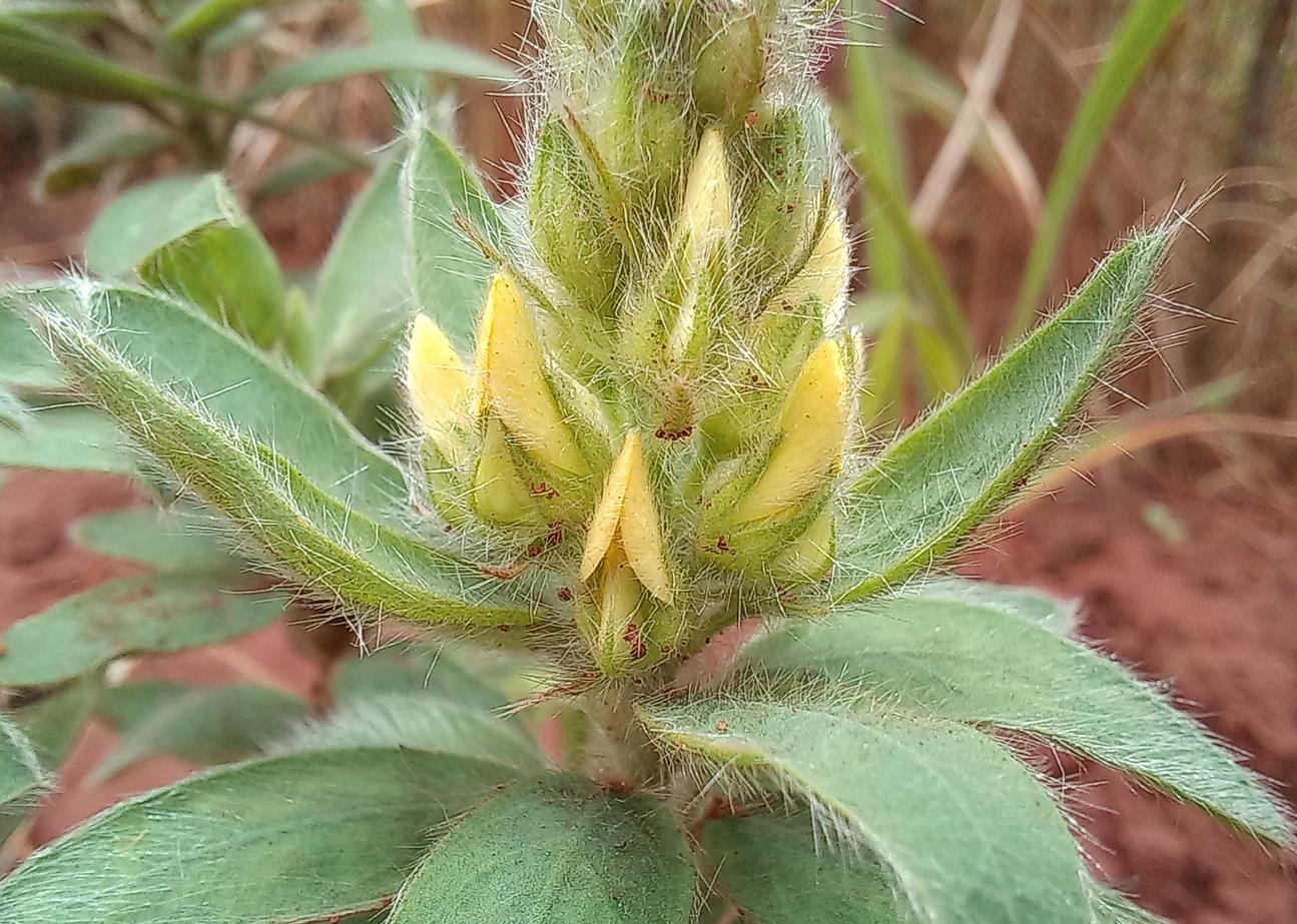 Crotalaria kipandensis