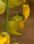 Crotalaria laburnifolia subsp. laburnifolia