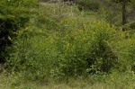 Crotalaria laburnifolia subsp. laburnifolia