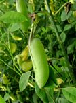 Crotalaria laburnifolia subsp. laburnifolia