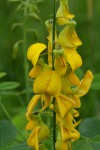 Crotalaria laburnifolia subsp. laburnifolia