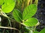 Crotalaria lachnocarpoides