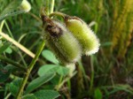 Crotalaria lachnocarpoides