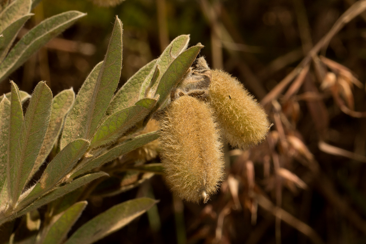 Crotalaria lachnocarpoides