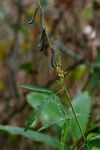 Crotalaria lanceolata subsp. lanceolata
