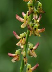 Crotalaria lanceolata subsp. lanceolata