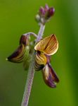 Crotalaria lanceolata subsp. lanceolata