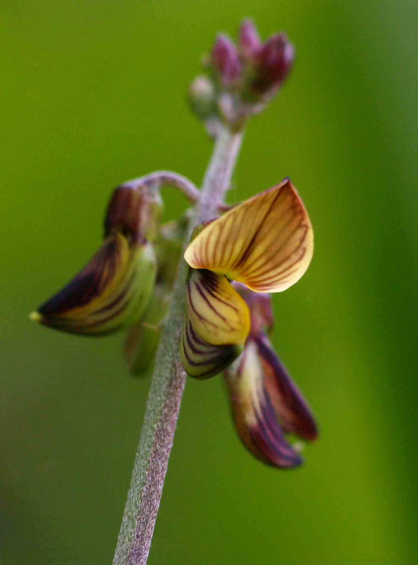 Crotalaria lanceolata subsp. lanceolata