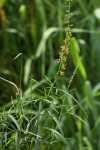 Crotalaria lanceolata subsp. lanceolata