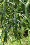 Crotalaria lanceolata subsp. lanceolata
