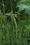 Crotalaria lanceolata subsp. lanceolata