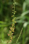 Crotalaria lanceolata subsp. lanceolata