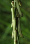Crotalaria lanceolata subsp. lanceolata
