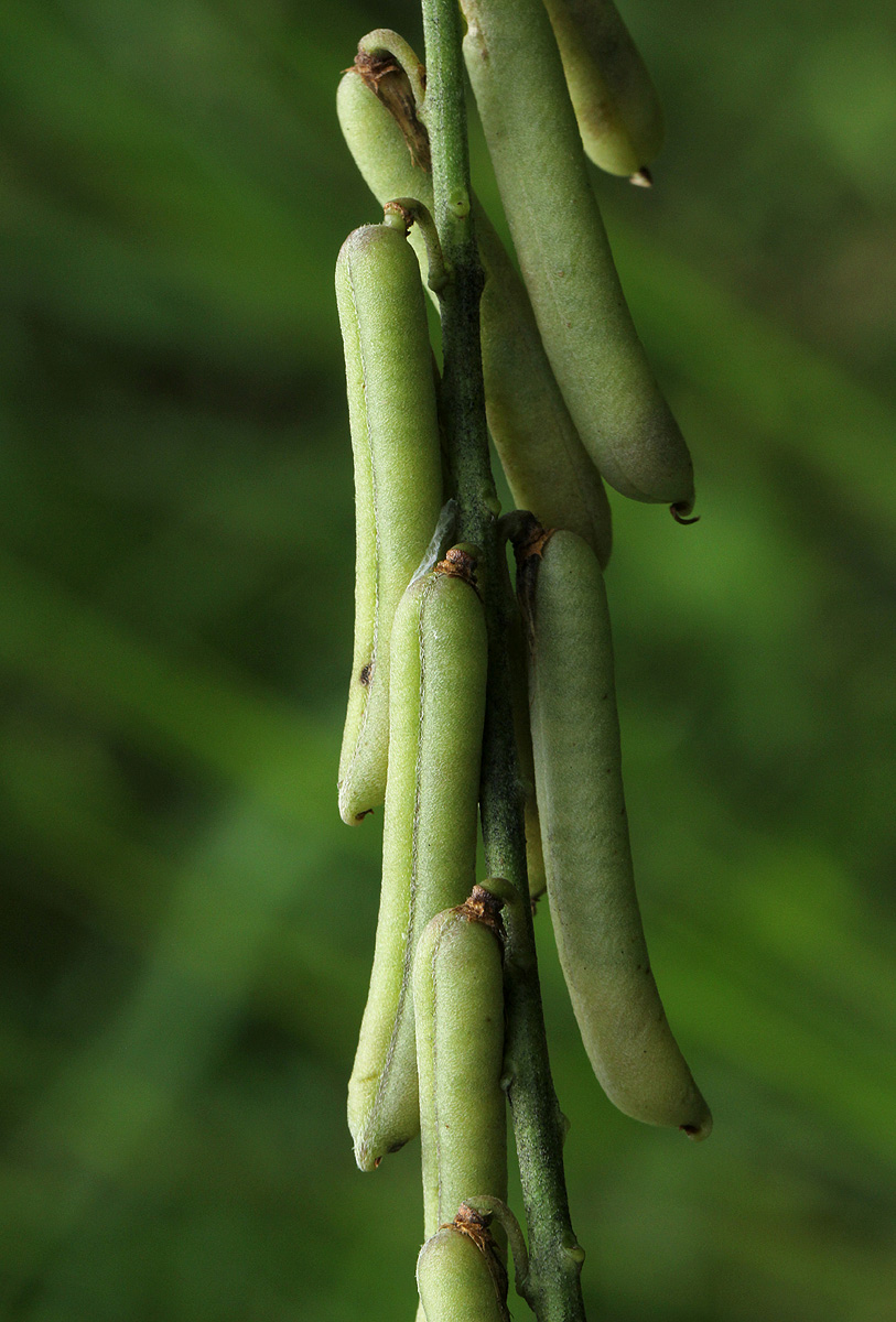 Crotalaria lanceolata subsp. lanceolata