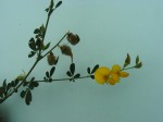 Crotalaria microcarpa