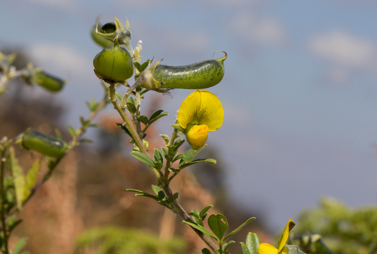 Crotalaria natalitia var. rutshuruensis