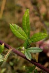 Crotalaria natalitia var. rutshuruensis
