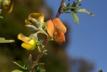 Crotalaria natalitia var. rutshuruensis