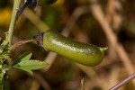 Crotalaria natalitia var. rutshuruensis