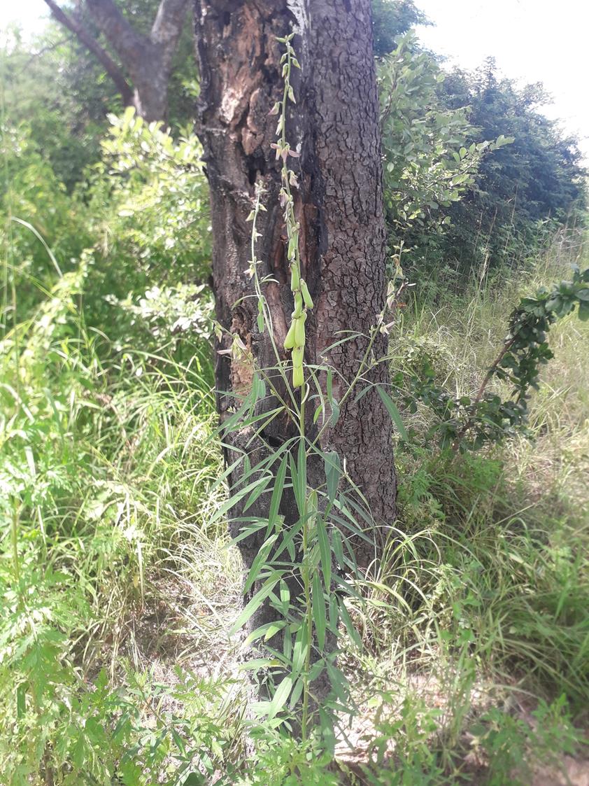 Crotalaria ochroleuca