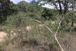 Crotalaria pallidicaulis