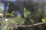 Crotalaria pallidicaulis
