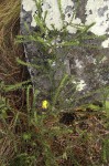 Crotalaria phylicoides