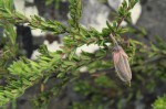 Crotalaria phylicoides