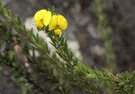 Crotalaria phylicoides