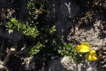 Crotalaria phylicoides