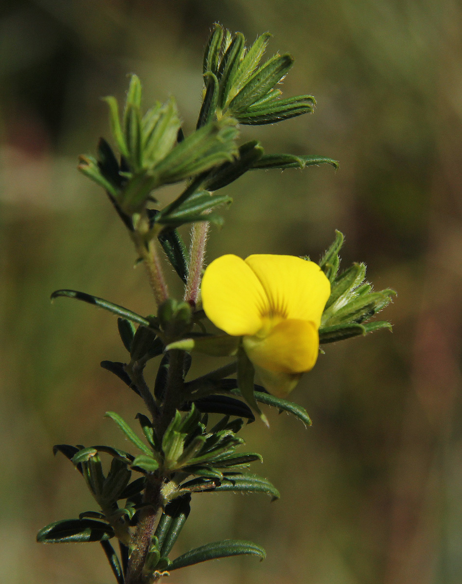 Crotalaria phylicoides