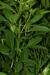Crotalaria recta