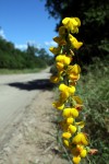 Crotalaria senegalensis