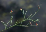 Crotalaria shirensis