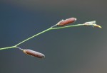 Crotalaria shirensis