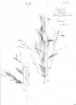 Crotalaria shirensis