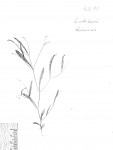 Crotalaria shirensis