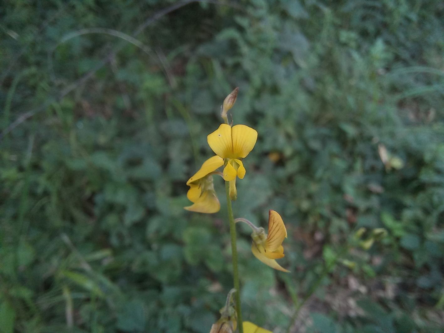 Crotalaria spartea