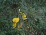 Crotalaria spartea