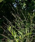 Crotalaria sphaerocarpa subsp. sphaerocarpa