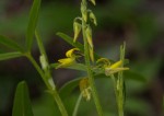 Crotalaria sphaerocarpa subsp. sphaerocarpa