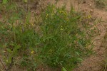 Crotalaria sphaerocarpa subsp. sphaerocarpa
