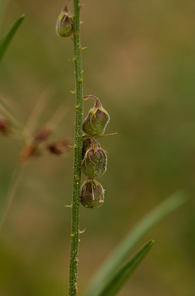 Crotalaria sphaerocarpa subsp. sphaerocarpa