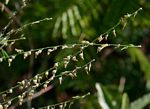Crotalaria sphaerocarpa subsp. sphaerocarpa