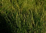 Crotalaria sphaerocarpa subsp. sphaerocarpa