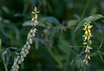 Crotalaria sphaerocarpa subsp. sphaerocarpa
