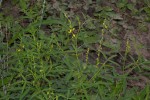 Crotalaria sphaerocarpa subsp. sphaerocarpa