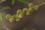 Crotalaria steudneri