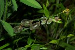 Crotalaria steudneri